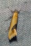 Batia lambdella