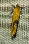 Batia lambdella