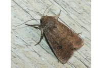 Hoplodrina octogenaria