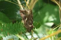 Autographa gamma