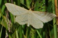 Idaea macilentaria
