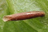 Coleophora trigeminella