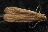 Coleophora trigeminella