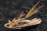 Coleophora trigeminella