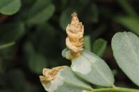 Coleophora colutella