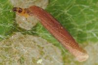 Coleophora trigeminella