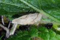 Coleophora paucinotella
