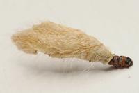 Coleophora paucinotella