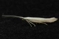 Coleophora paucinotella