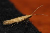 Coleophora solitariella