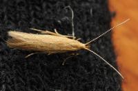 Coleophora solitariella