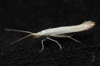 Coleophora kuehnella