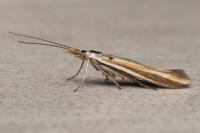 Coleophora vibicigerella