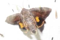 Noctua janthina