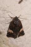 Tyta luctuosa