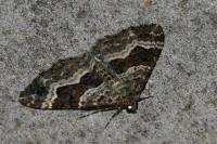 Epirrhoe alternata
