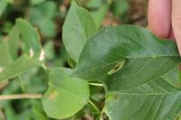 Phyllonorycter cerasicolella