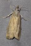 Calamotropha paludella