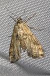 Cataclysta lemnata