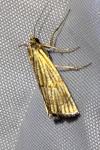 Chrysocrambus linetella