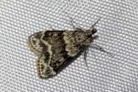 Eudonia mercurella