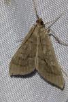 Mecyna asinalis