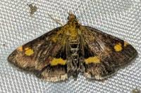 Pyrausta aurata