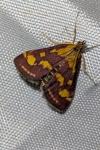 Pyrausta purpuralis