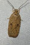 Agonopterix