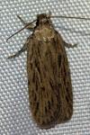 Depressaria