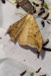 Drepana falcataria