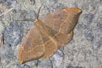 Watsonalla binaria