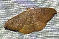 Watsonalla uncinula