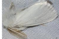 Euproctis chrysorrhoea
