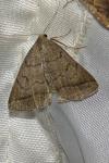 Zanclognatha lunalis