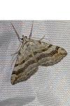 Aplocera efformata/plagiata