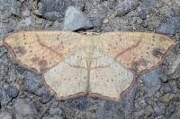 Cyclophora punctaria