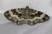 Epirrhoe alternata