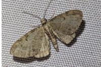 Eupithecia tenuiata