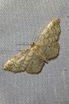 Idaea fuscovenosa