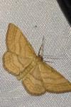 Idaea ochrata