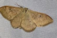 Idaea rubraria