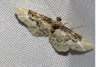Idaea rusticata