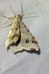 Macaria alternata