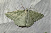 Pseudoterpna pruinata