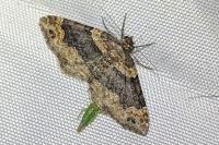 Xanthorhoe ferrugata