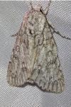 Acronicta aceris