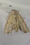Apamea lithoxylaea