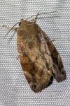 Cosmia affinis