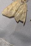 Cosmia trapezina